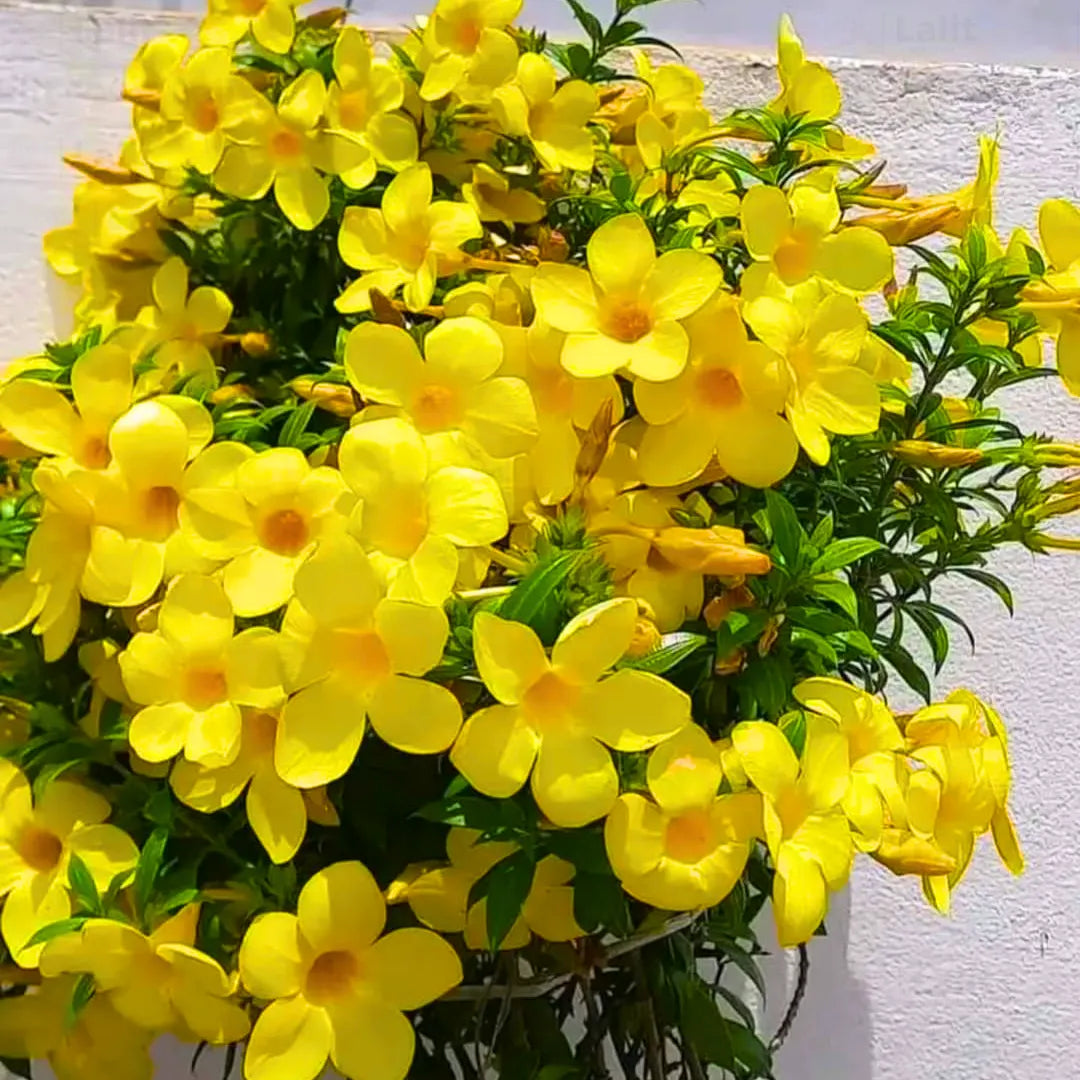 Yellow Allamanda flower seeds
