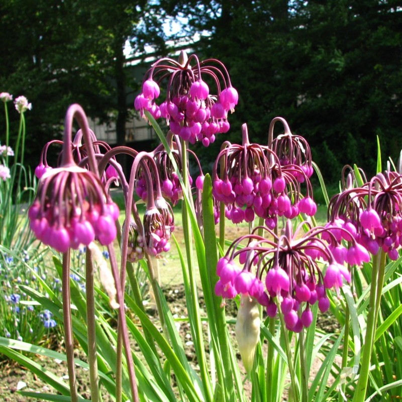 Purple Allium flower seeds