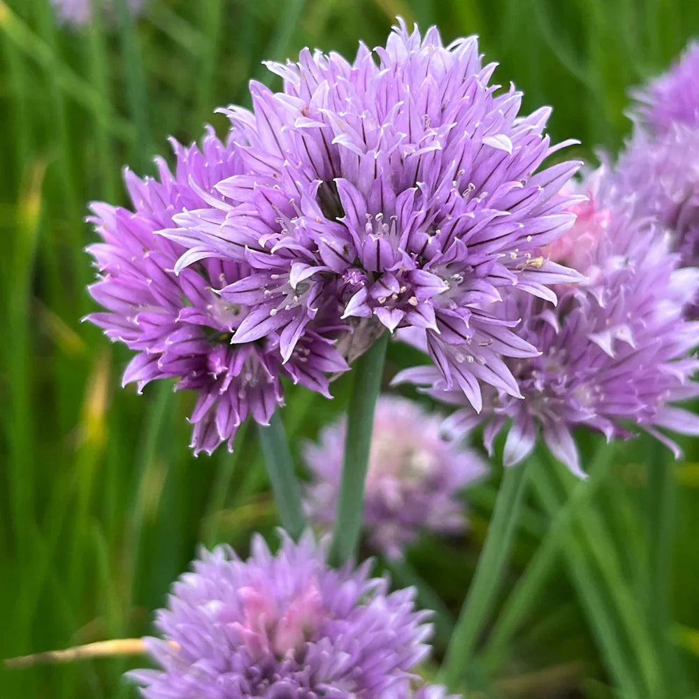 Schoenoprasum flower seeds