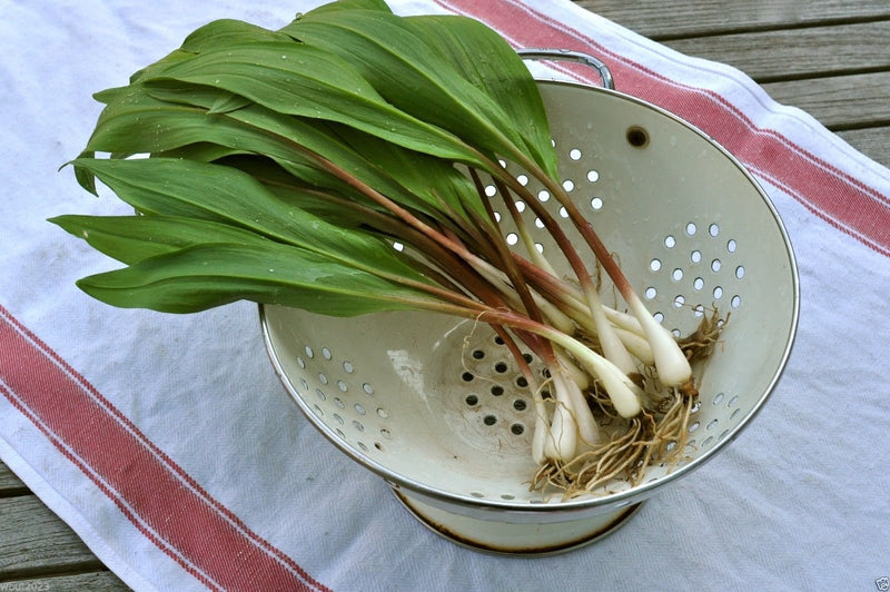 Wild Leek Herb Seeds for Planting – Heirloom Non-GMO Garden Seeds