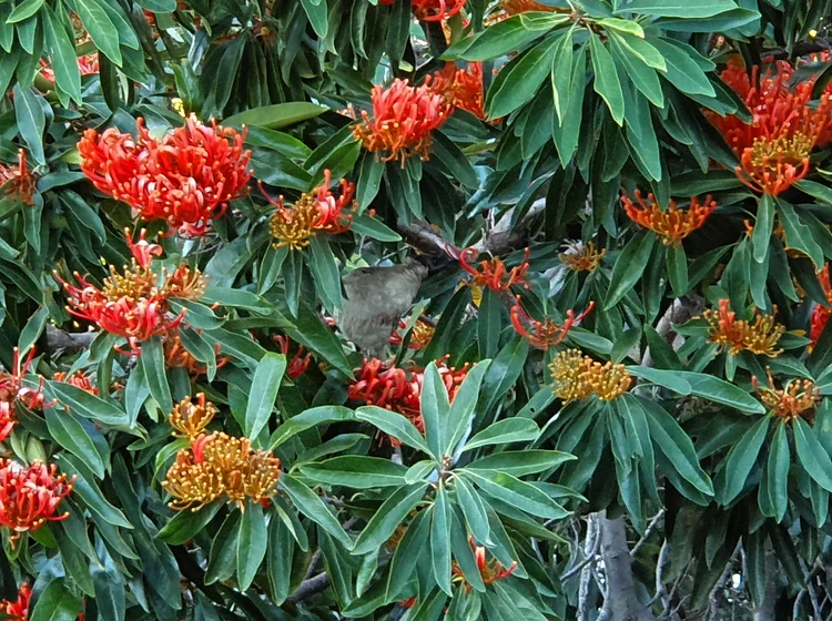 Alloxylon Tree flower seeds