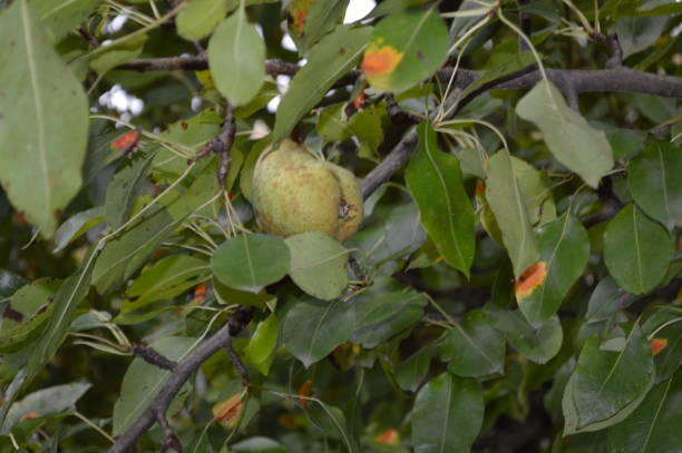 Almond-leaved pear seeds ready for planting in a home garden.