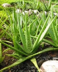 Green Aloe Cameron Plant Seeds for Planting