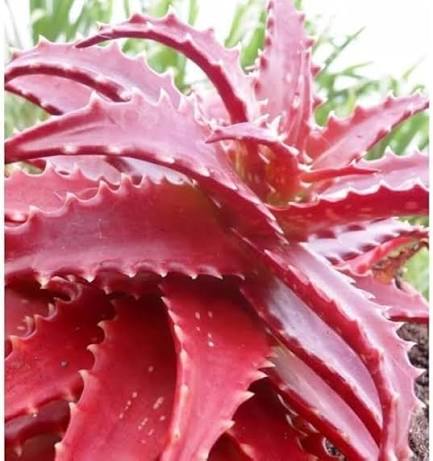 Purple Aloe Cameron with Colorful Succulent Rosettes