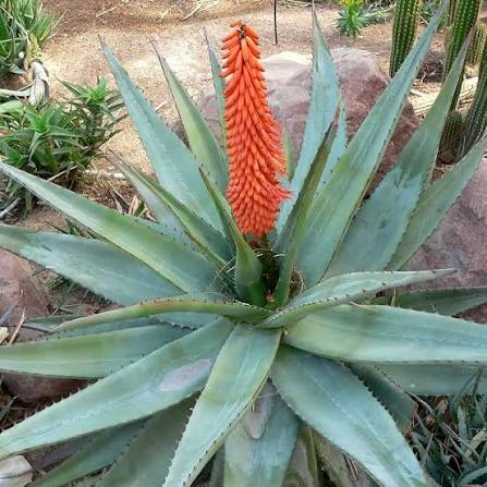 Aloe Ferox with Thick Toothed Green Leaves