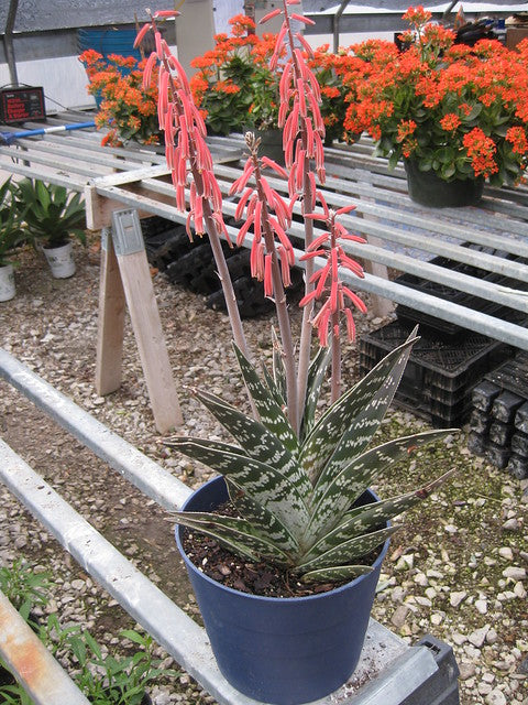 Aloe variegata Tiger Aloe succulent displaying compact green rosettes with distinctive pale tiger-like bands on fleshy leaves in a well-drained garden container.