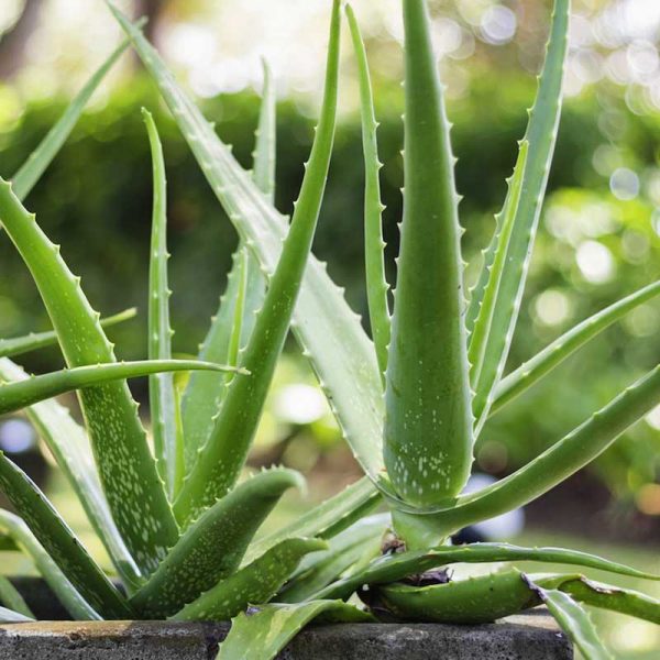 Green Aloe flower seeds