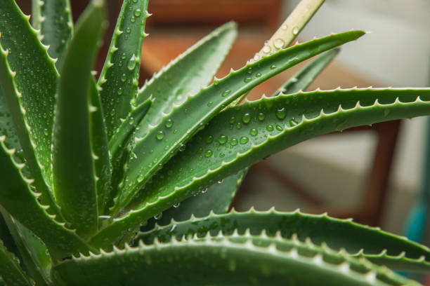 Aloe vera plant seeds for planting with green succulent leaves