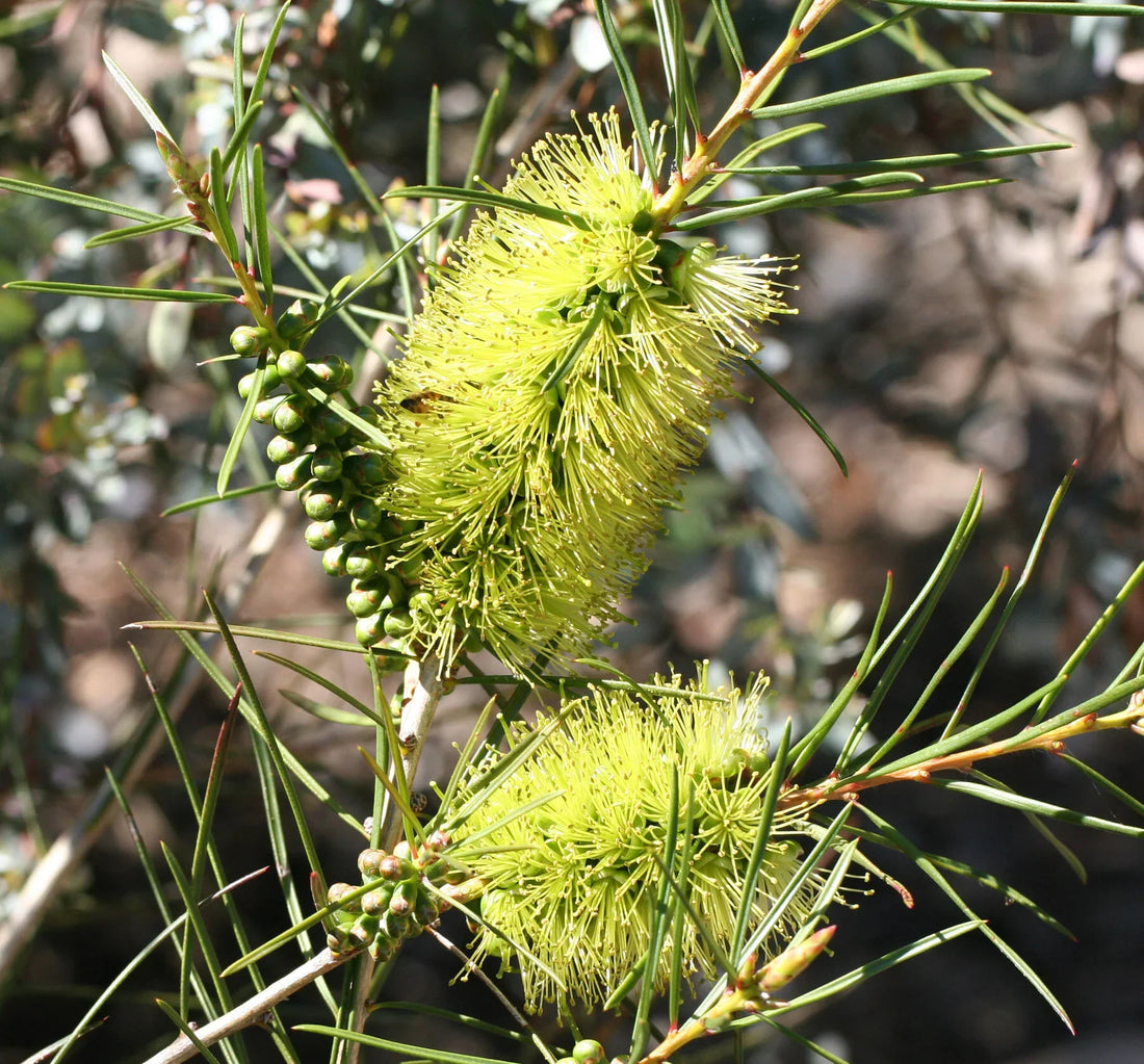 Alpine Bottlebrush flower seeds
