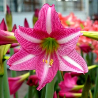 Pink Amaryllis flower seeds