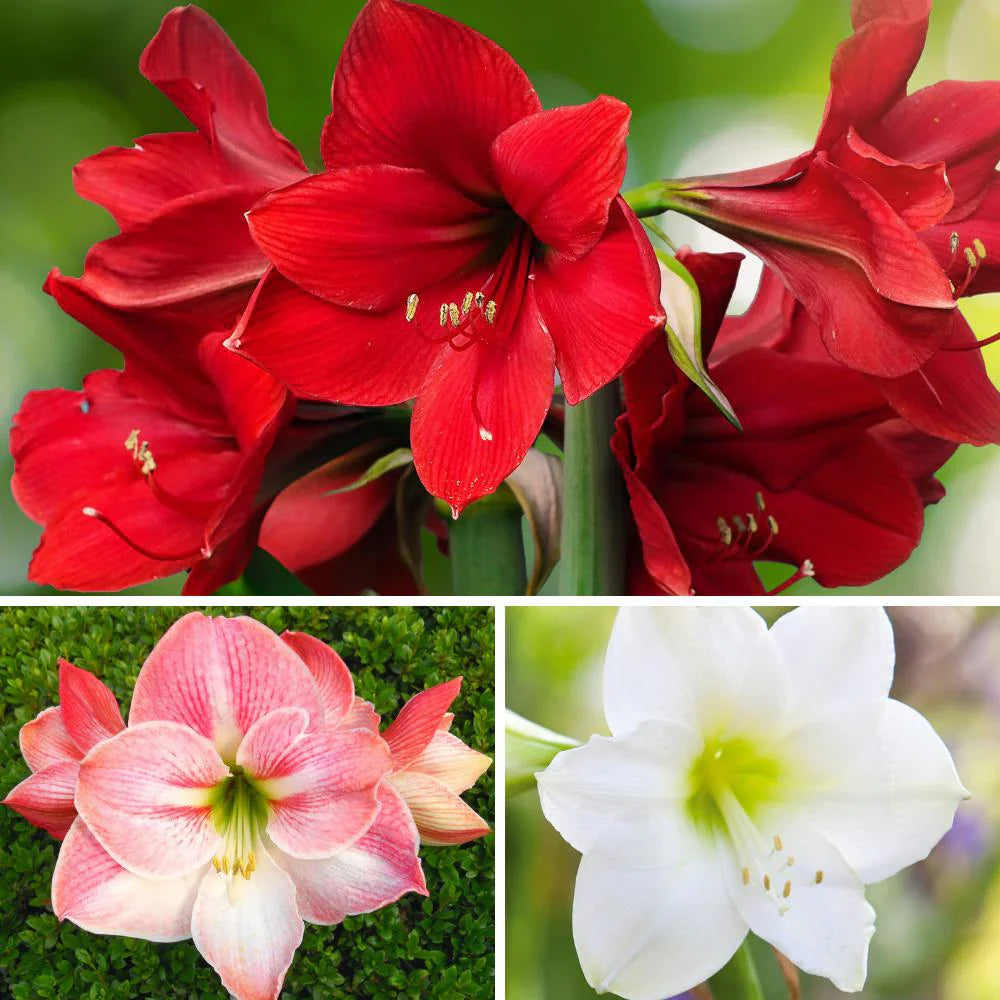 Multicolored Amaryllis flower seeds