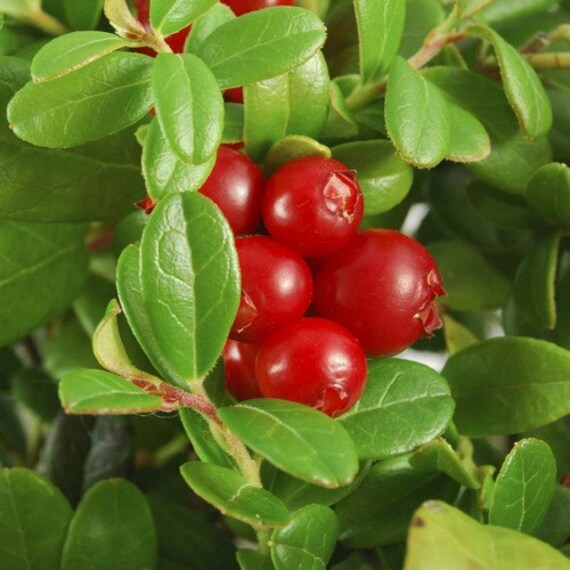 American Low Bush Cranberry Fruit Seeds for Planting – Heirloom Non-GMO Garden Seeds