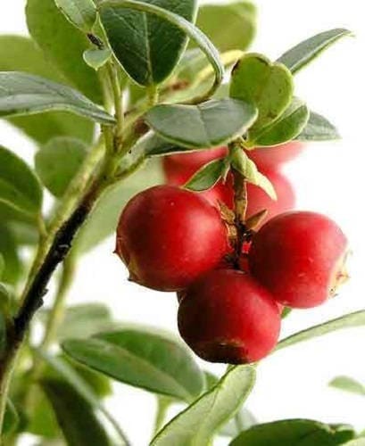 american cranberry seeds