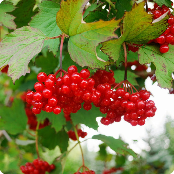 american cranberry seeds