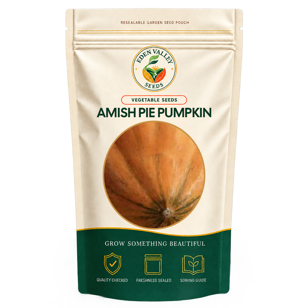 Amish Pie Pumpkin plants growing in a vegetable garden