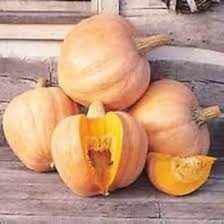 Amish Pie Pumpkin Seeds for Planting