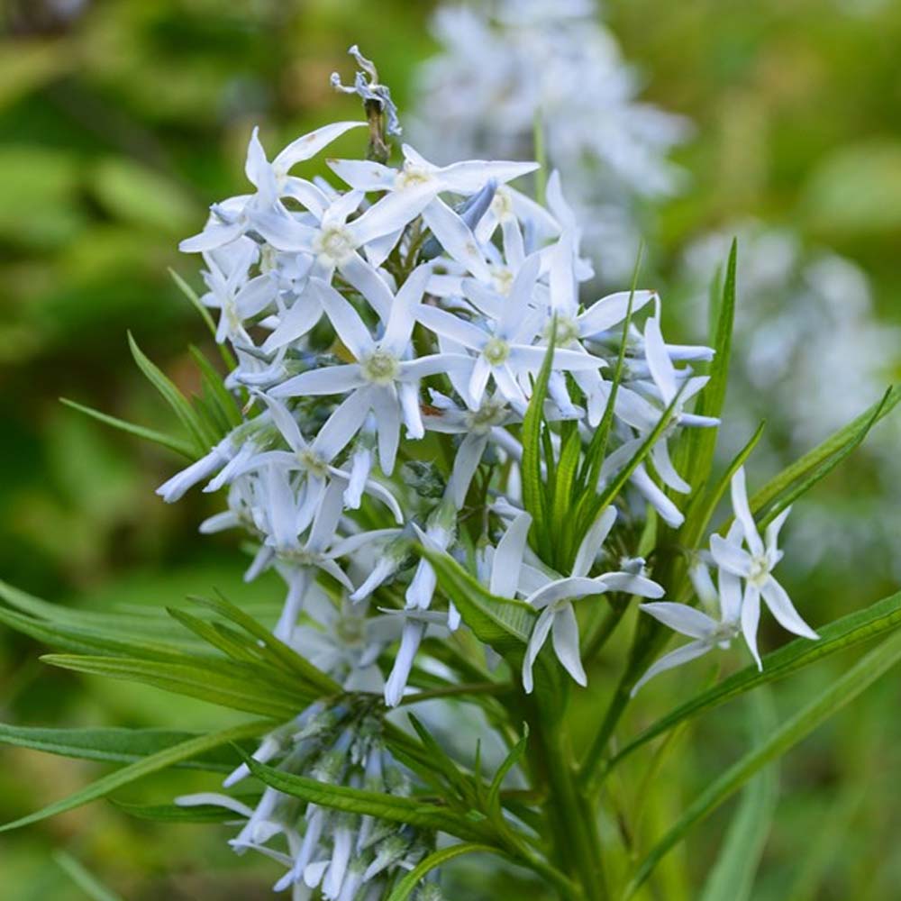 Amsonia Hubrichtii flower seeds