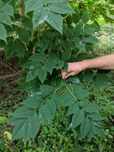Amur cork tree seeds for planting with Phellodendron amurense growing information