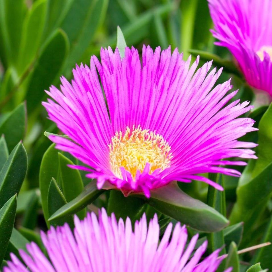 Delosperma flower seeds