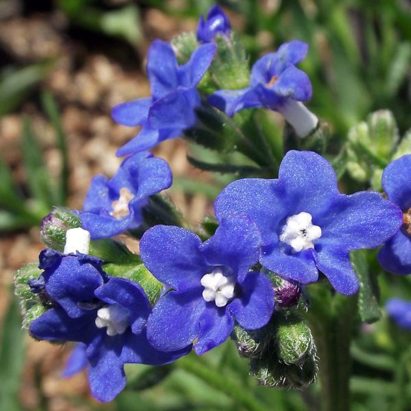 Blue Anchusa flower seeds