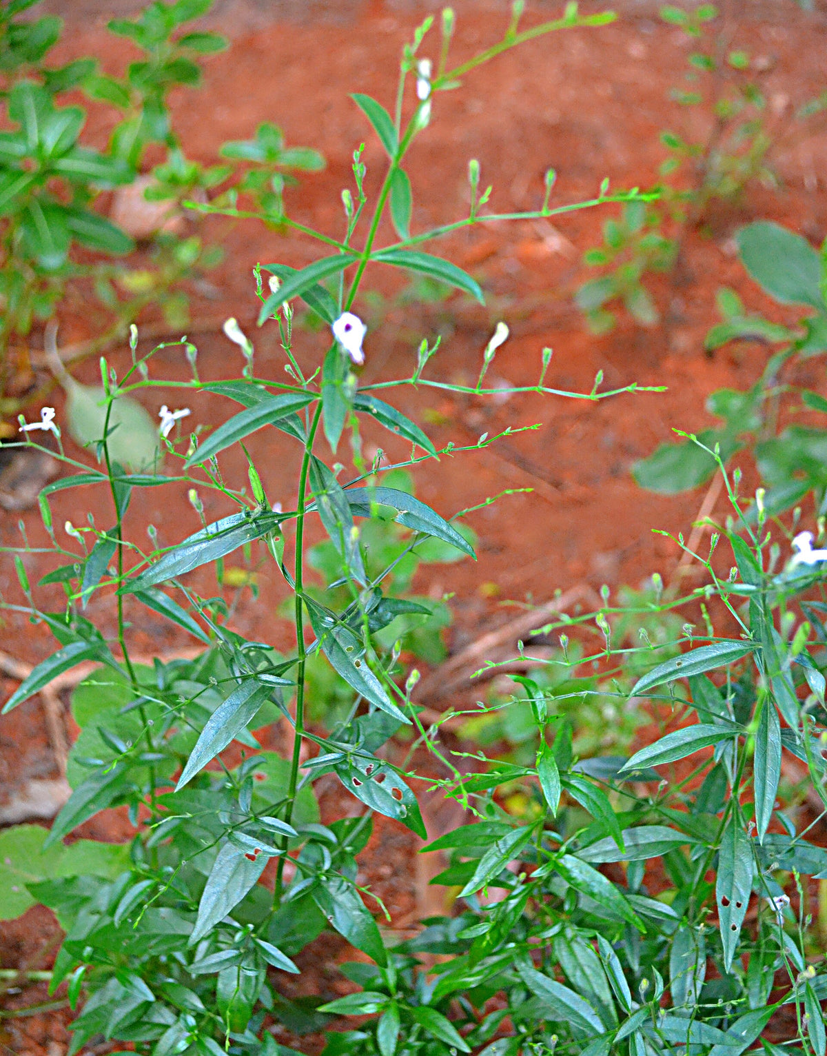 Andrographis paniculata medicinal herb plant with green leaves, slender stems, and small white flowers marked with purple, growing in a garden.