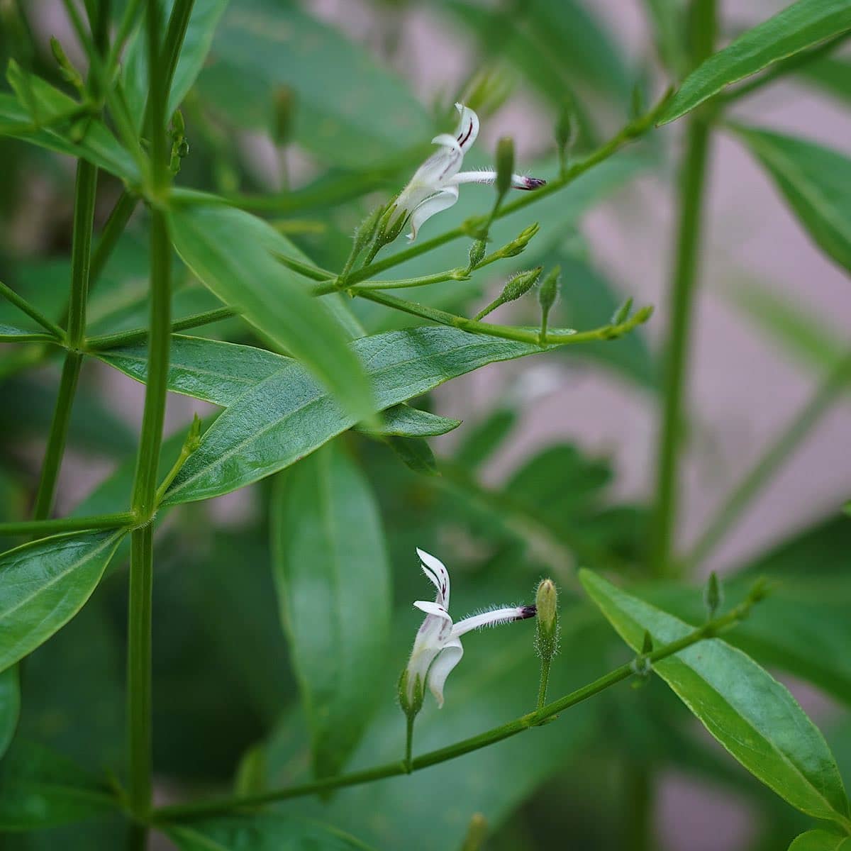 Andrographis paniculata medicinal herb plant with green leaves, slender stems, and small white flowers marked with purple, growing in a garden.