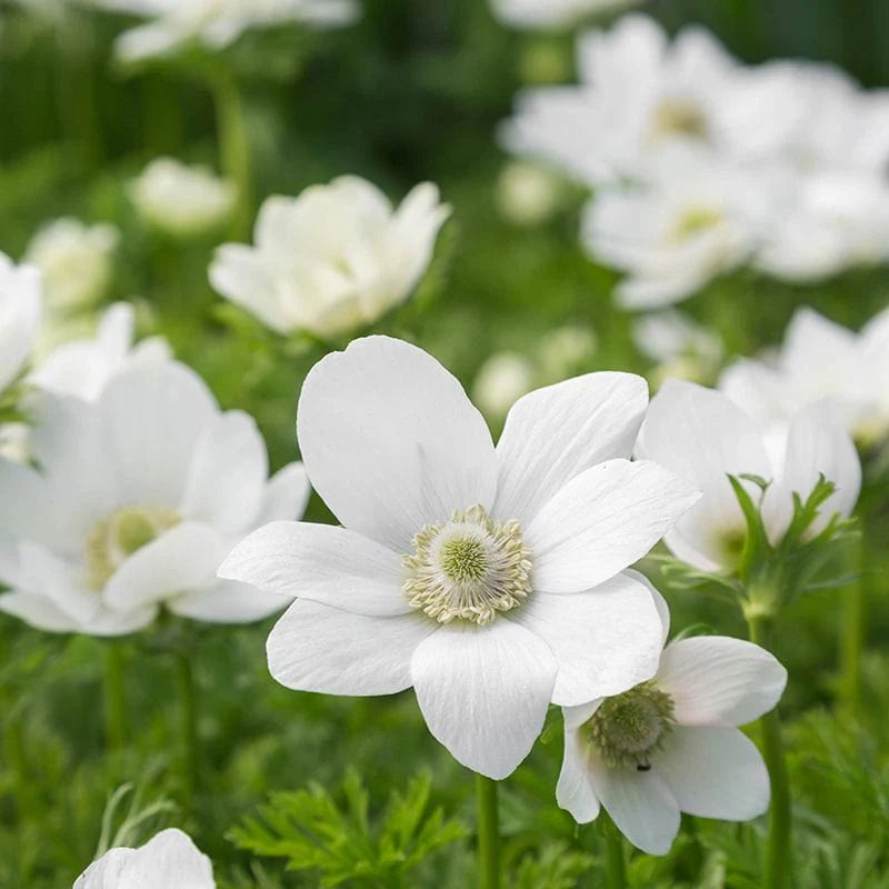 White Nevadensis flower seeds