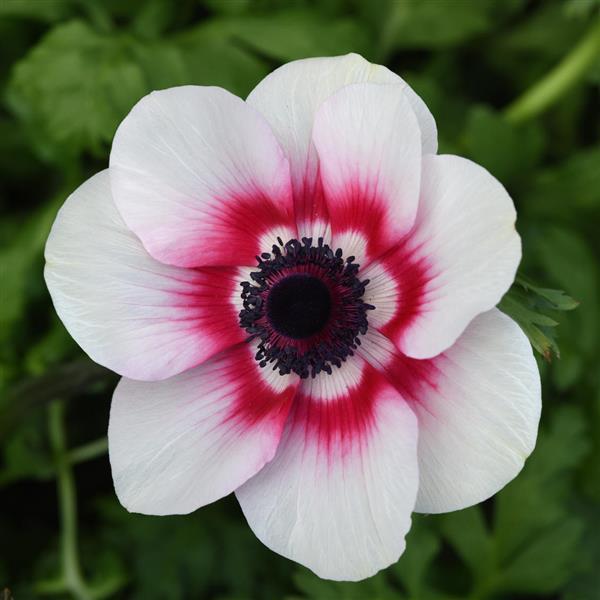 Pink White flower seeds