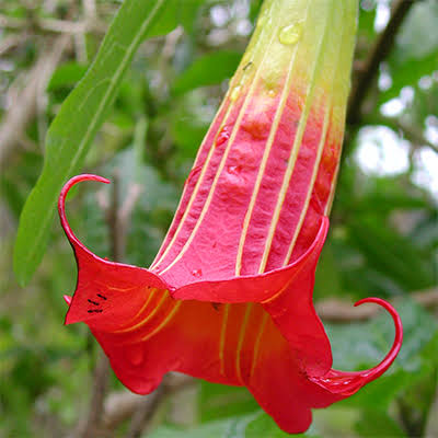 Angel trumpet tree (Brugmansia sanguinea) displaying hanging scarlet-red and yellow trumpet-shaped flowers among green leaves in an ornamental garden.