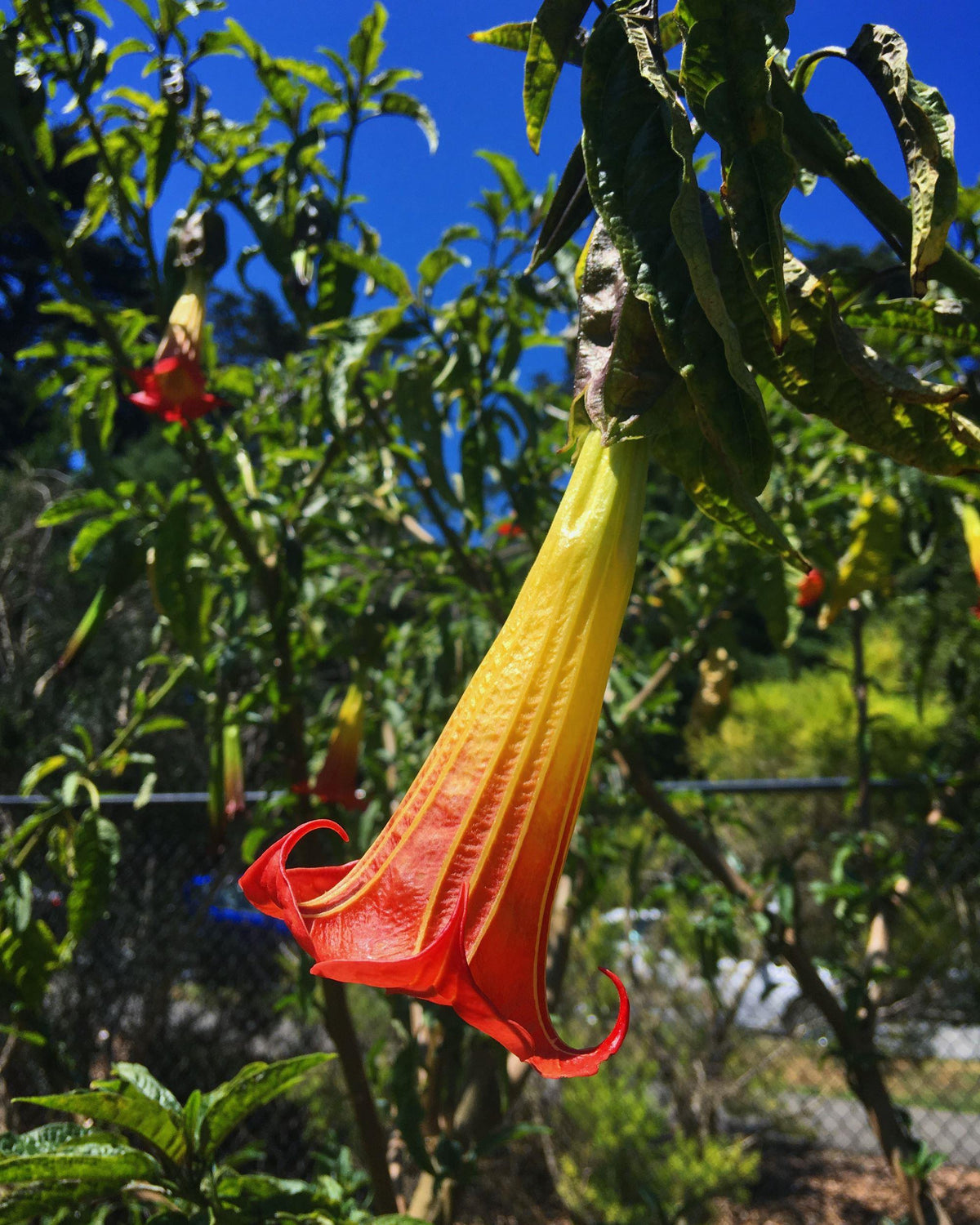 Angel trumpet tree (Brugmansia sanguinea) displaying hanging scarlet-red and yellow trumpet-shaped flowers among green leaves in an ornamental garden.