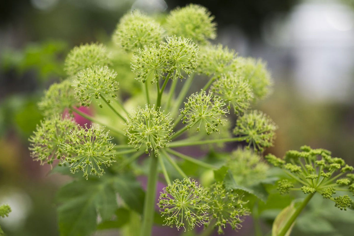 Angelica archangelica official herb plant with large green divided leaves, sturdy stems, and rounded clusters of greenish-white flowers growing in a traditional herb garden.