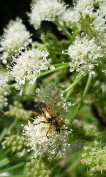 Shining angelica (Angelica arguta) herb plant with finely divided green leaves, upright stems, and clusters of small white flowers growing in a moist natural garden.