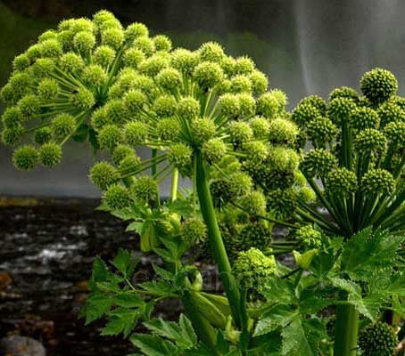 Angelica Plant Seeds for Planting – Heirloom Non-GMO Garden Seeds