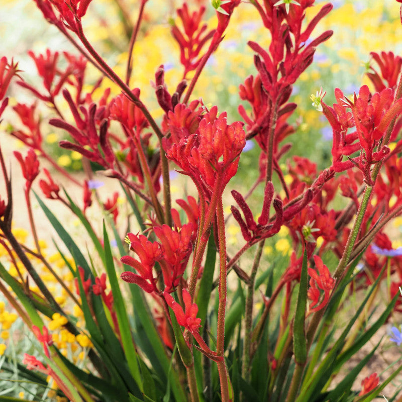 Red Weeping flower seeds