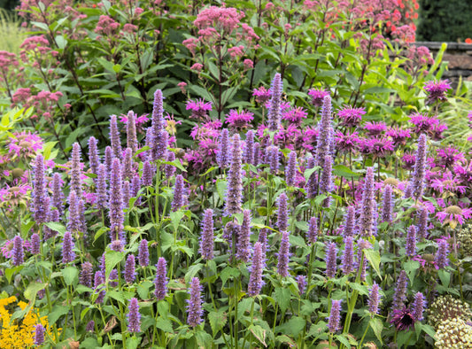 Purple Anise Hyssop Herb Seeds for Planting – Heirloom Non-GMO Garden Seeds