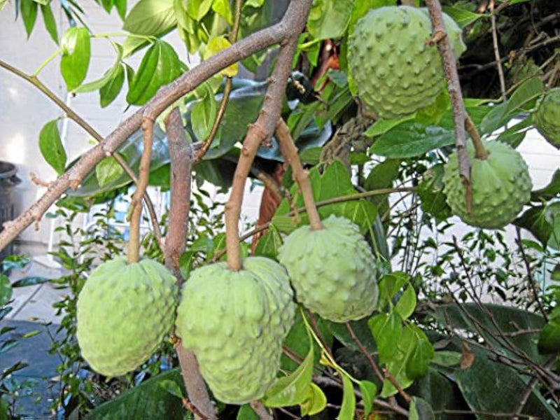 Annona cherimola Fruit Seeds for Planting – Heirloom Cherimoya Tree Seeds