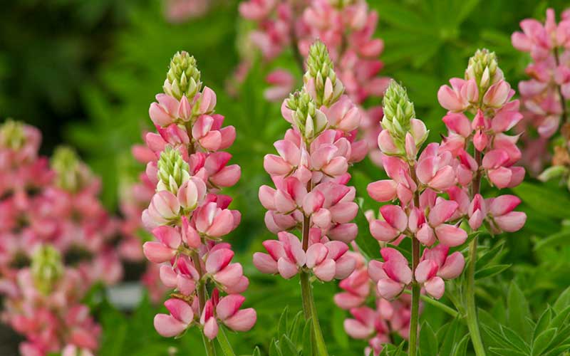 Light Pink flower seeds