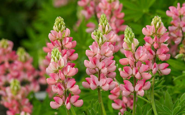 Light Pink flower seeds