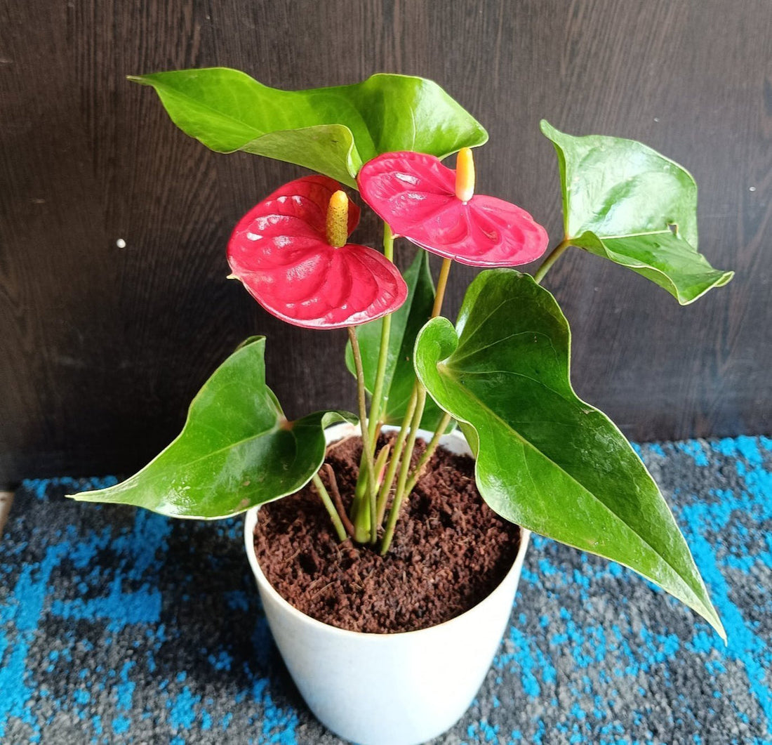 Anthurium flower seeds