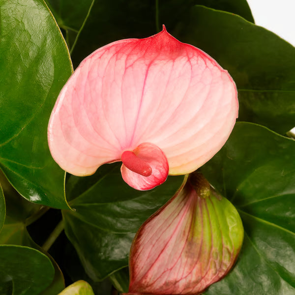 Pink Anthurium flower seeds