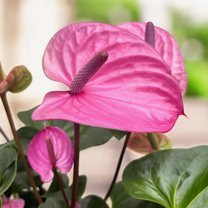Anthurium Cavalli plant