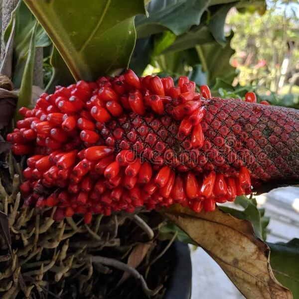 Anthurium Red Pearl plant