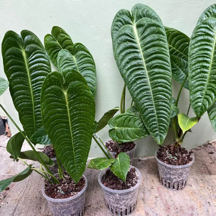 Anthurium Veitchii plant