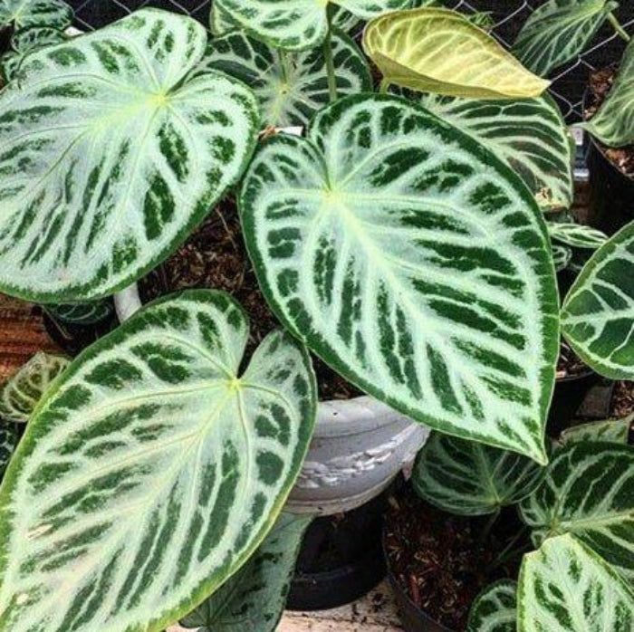 crystallinum Silver Queen plant