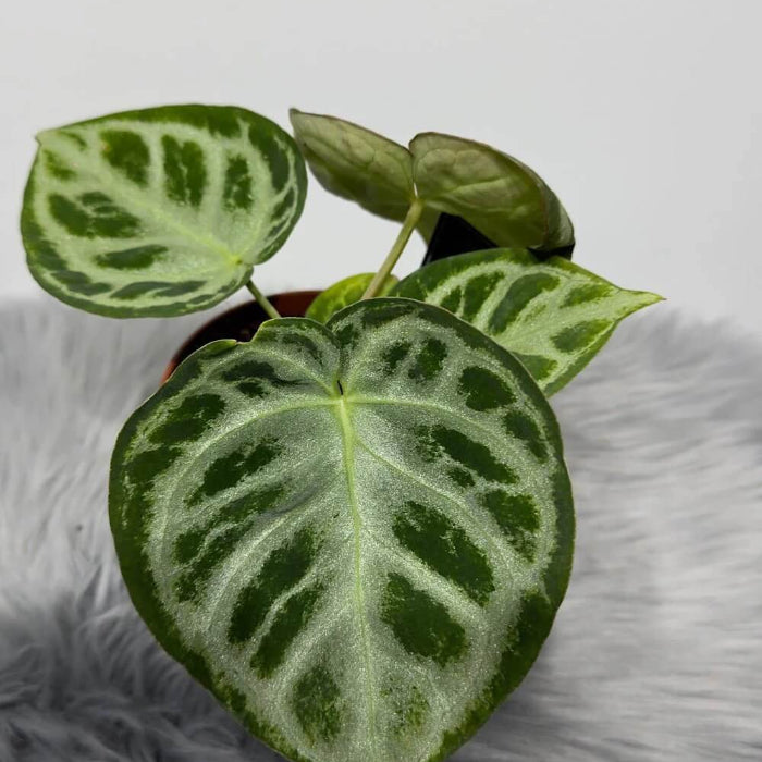 crystallinum Silver Queen plant