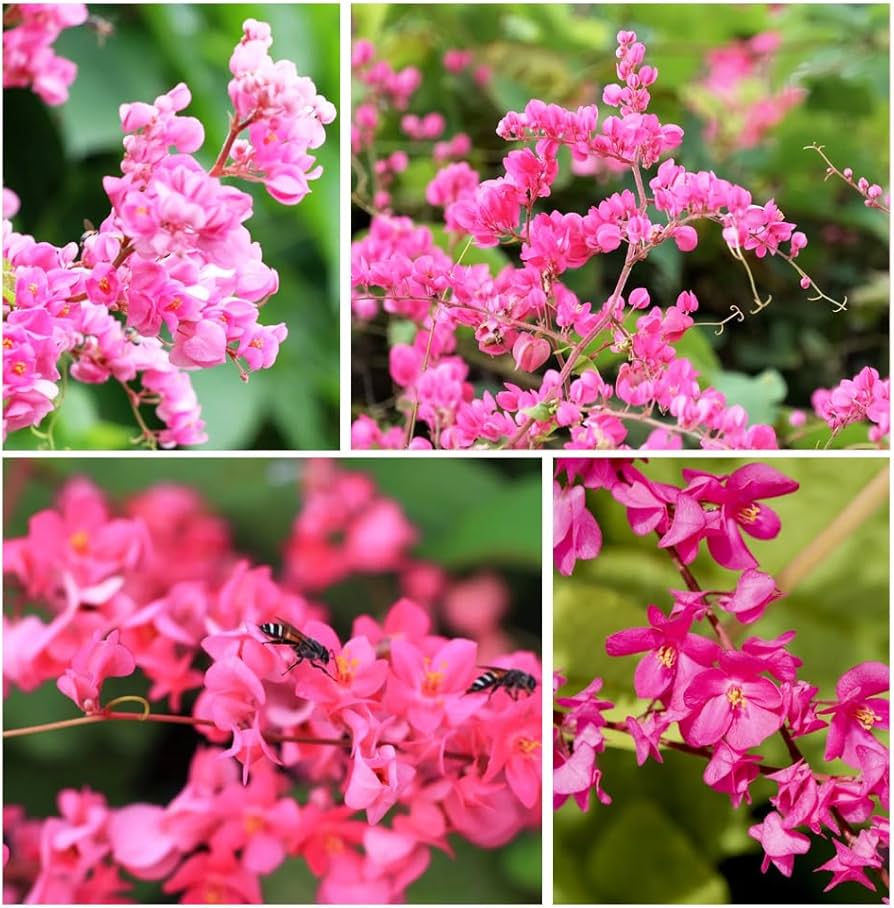 Antigonon flower seeds