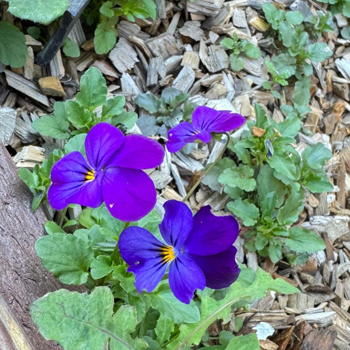 Johnny Jump Up plant