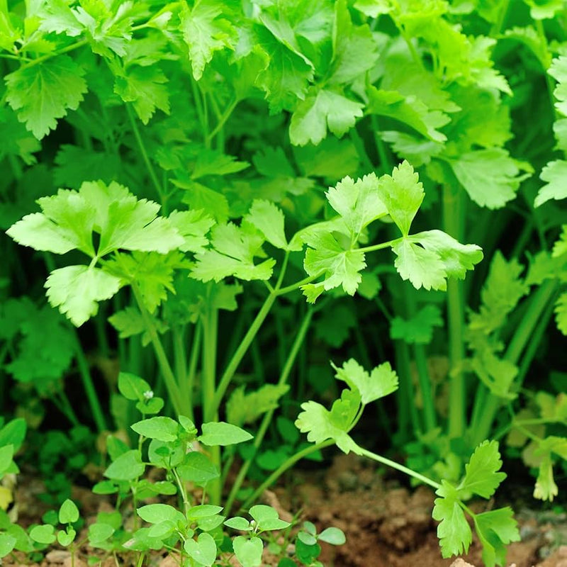 Chinese Celery Vegetable Seeds for Planting – Heirloom Non-GMO Garden Seeds
