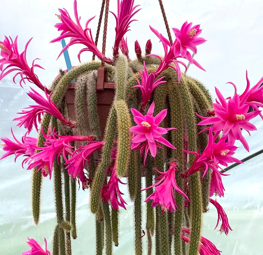Aporocactus Flagelliformis flower seeds