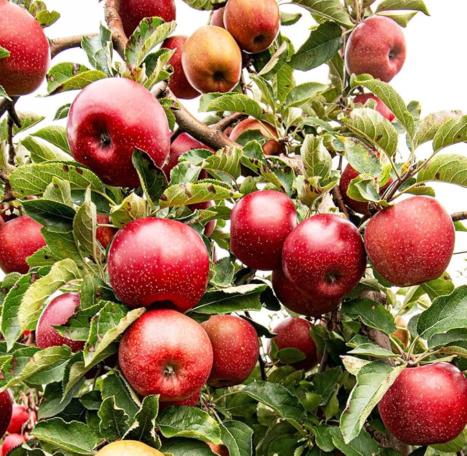 Apple Malus domestica Fruit Seeds for Planting – Heirloom Apple Tree Seeds